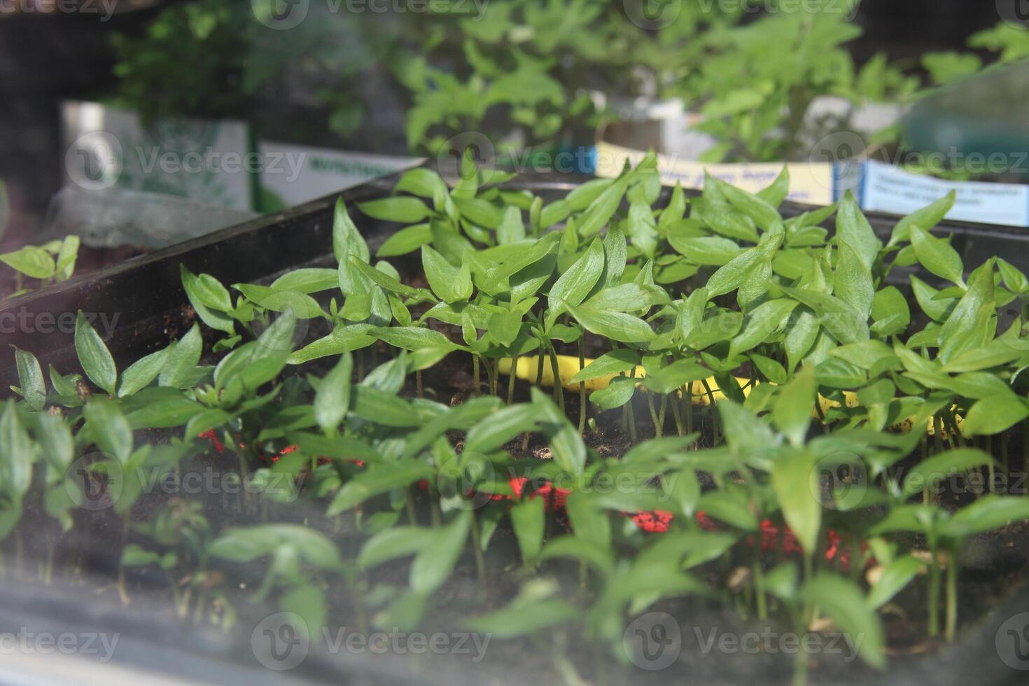 Small seedlings stand in a black container on a window on a sunny day. Greenery growth, garden and vegetable garden concept. photo