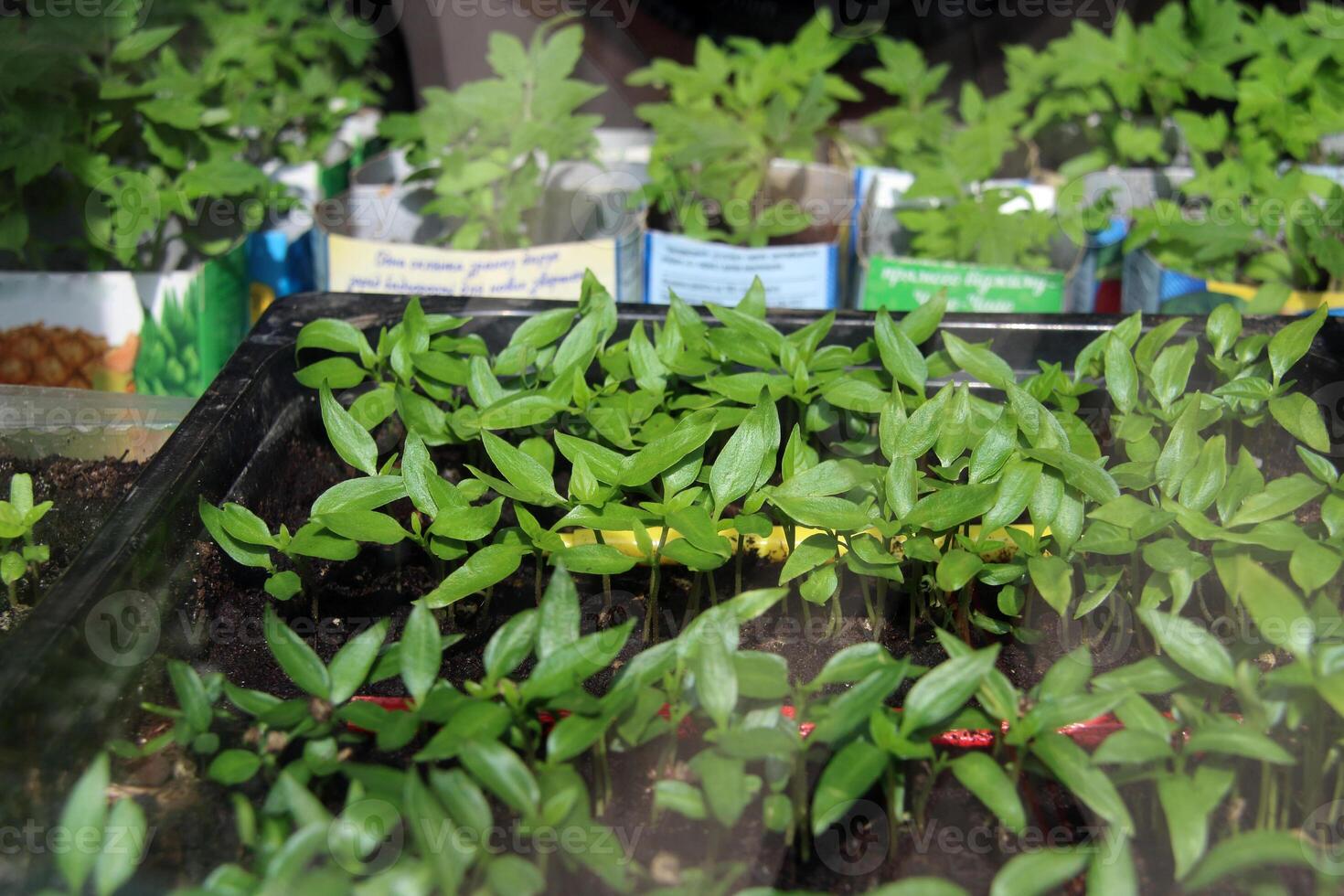 Small seedlings stand in a black container on a window on a sunny day. Tomato seedlings are behind. Growing greenery, garden and vegetable garden concept. photo