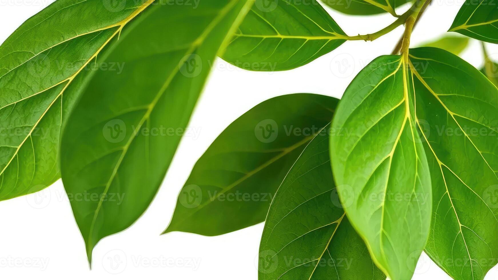 A close up of green leaves on a tree photo