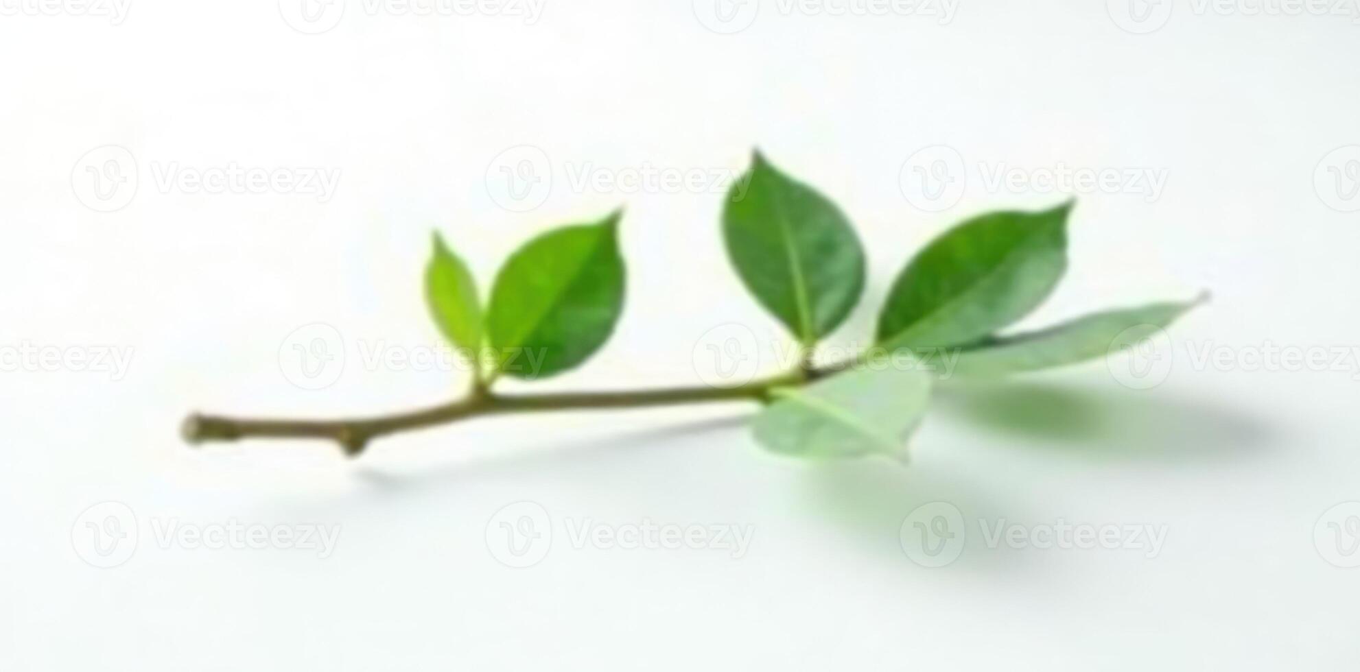 A small branch with leaves on it photo