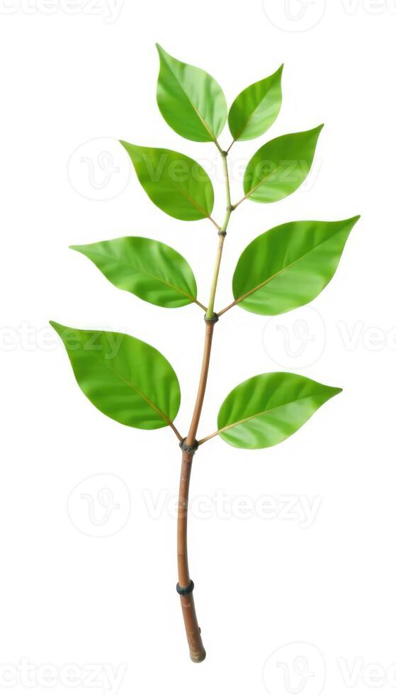 A green plant with leaves on it photo