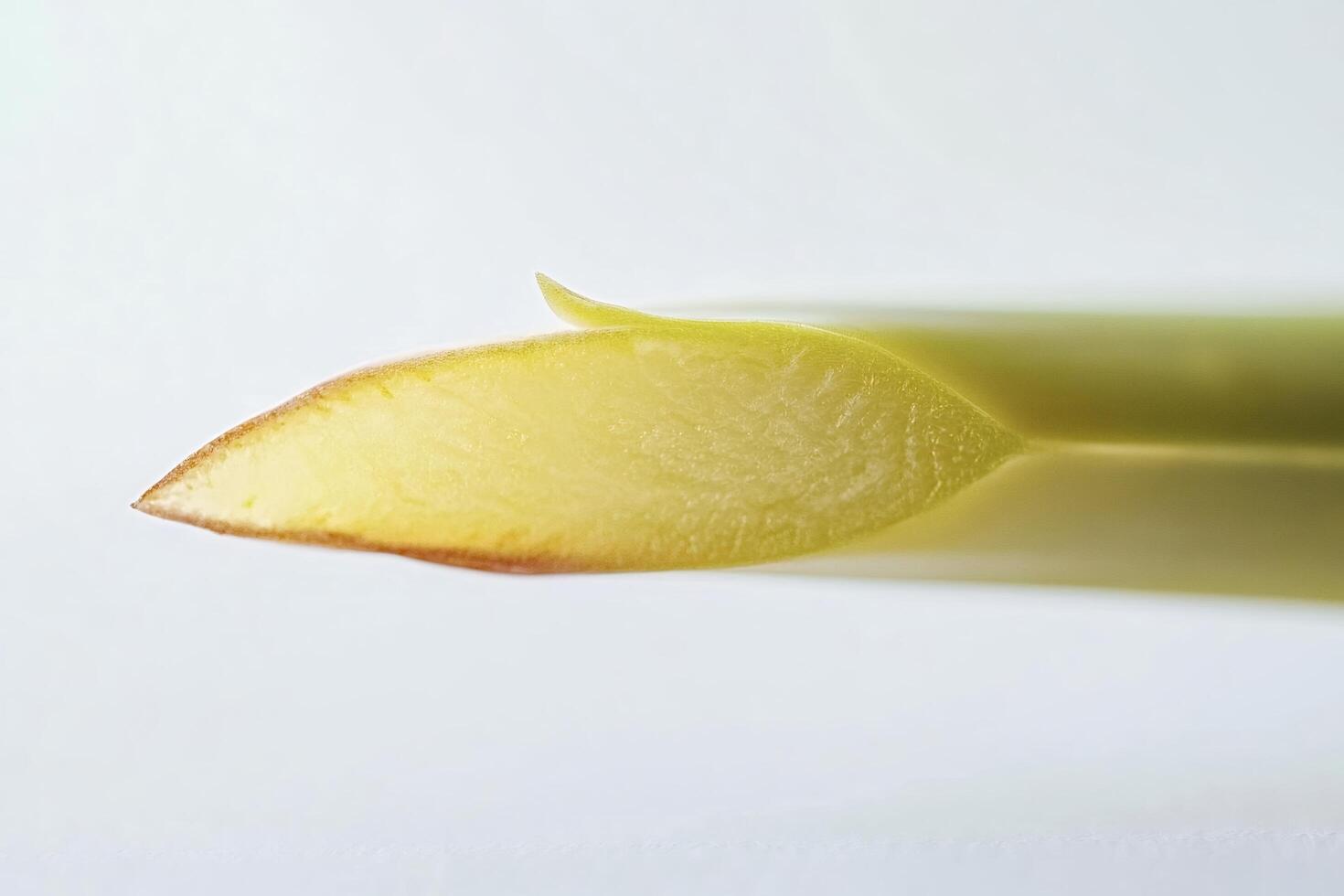 Close-up of a single leaf unfurling on white background photo