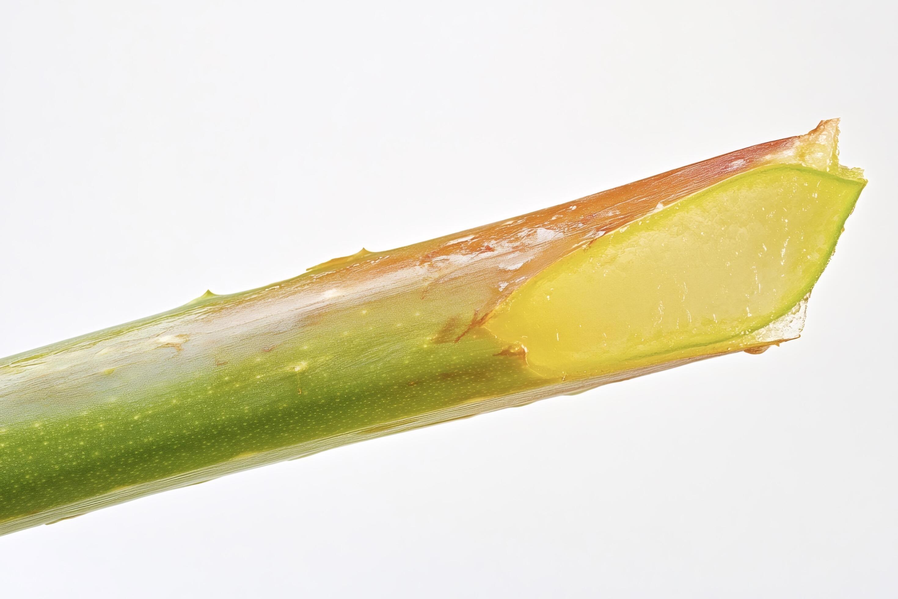Cross-sectional view of rose stem showing vascular bundles and tissue layers