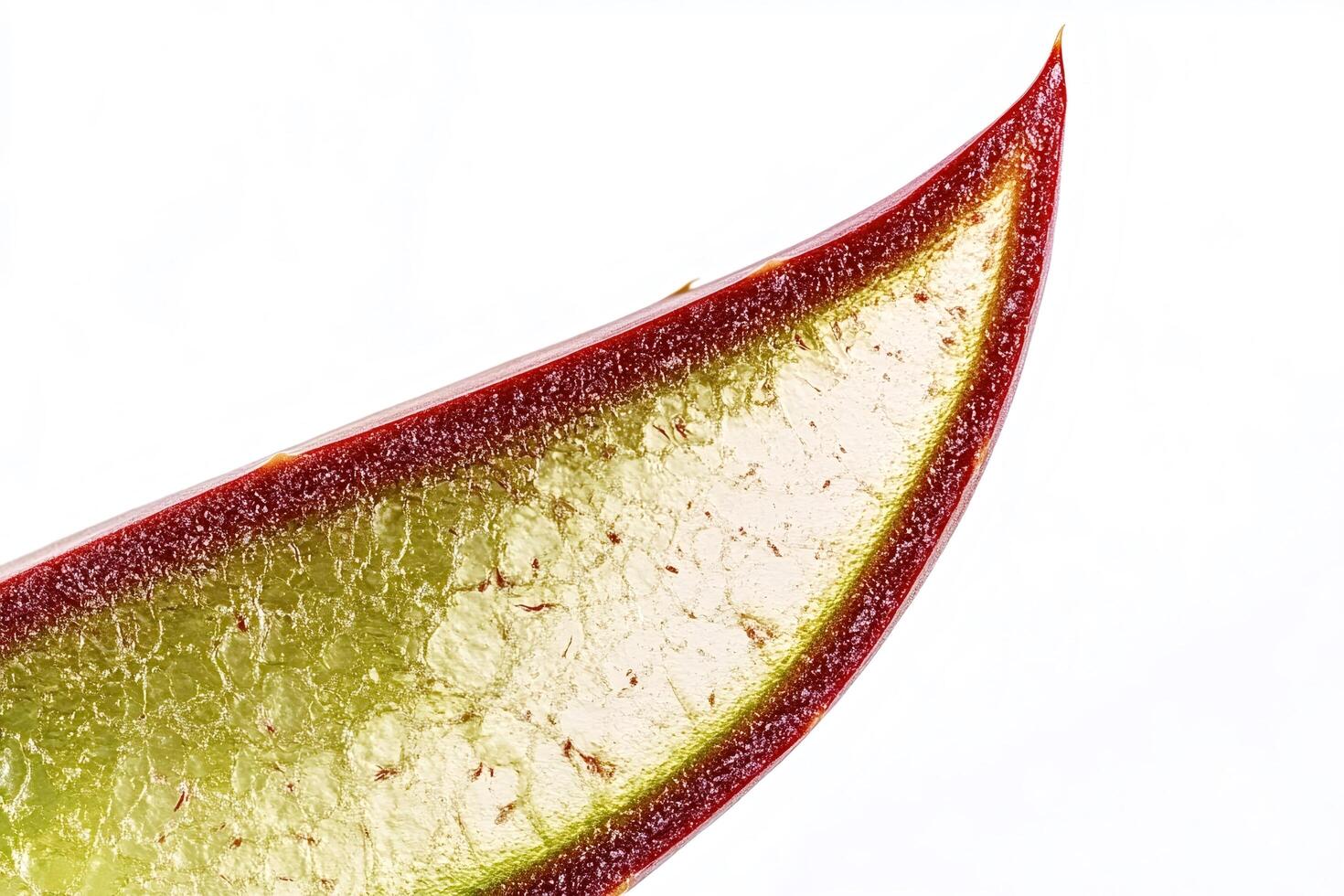 Cross section of a colorful leaf showing intricate internal structure photo