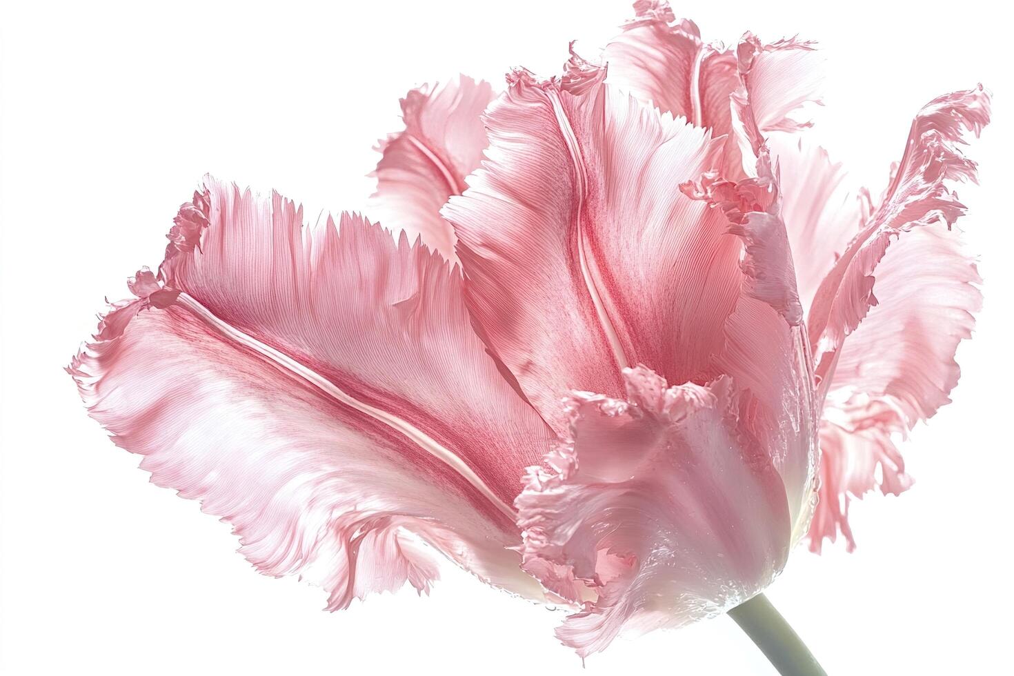 Pink fringed tulip blooming with fringed petals on white background photo