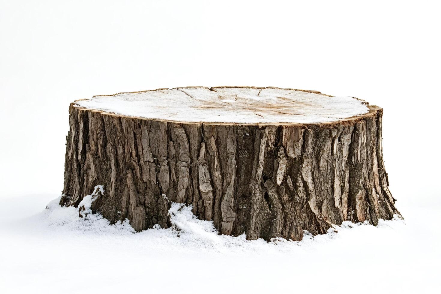 Tree stump covered with snow on white background photo