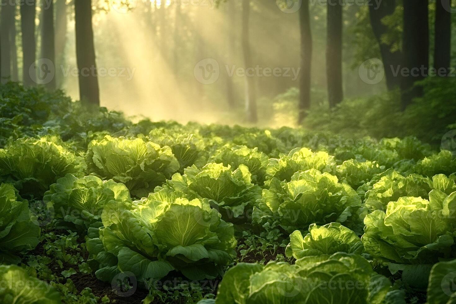 Sunbeams illuminating a field of lettuce in a forest photo