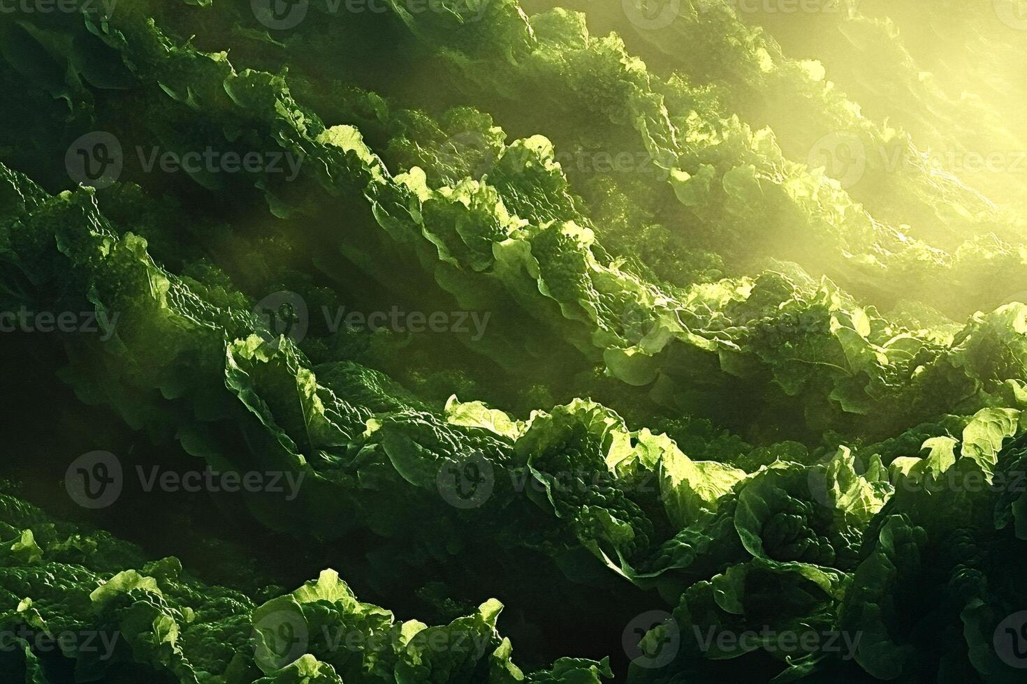 Sun shining on lush green abstract vegetation landscape photo