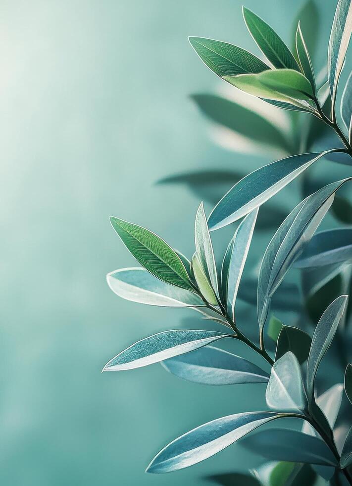Elegant Green Leaves Background with Copyspace for Natural Aesthetic Minimalist Viewpoint photo