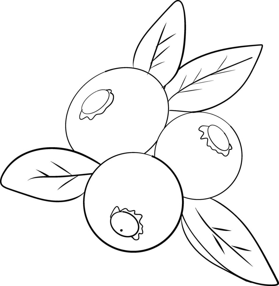 Outline illustration of three blueberries with leaves. Simple black and white drawing of berries. Suitable for coloring pages or basic botanical designs vector