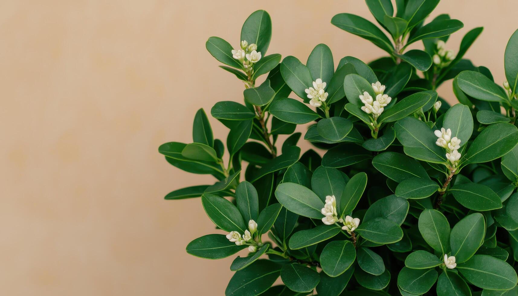 Artful Closeup of Bonsai Foliage with Tiny Flowers Natural Background Copyspace photo