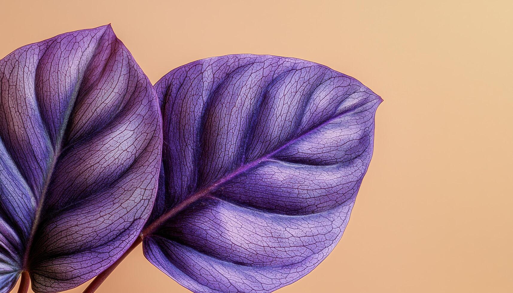 Intricate Closeup of a Philodendron Leaf Studio Background Copyspace Nature Photography photo