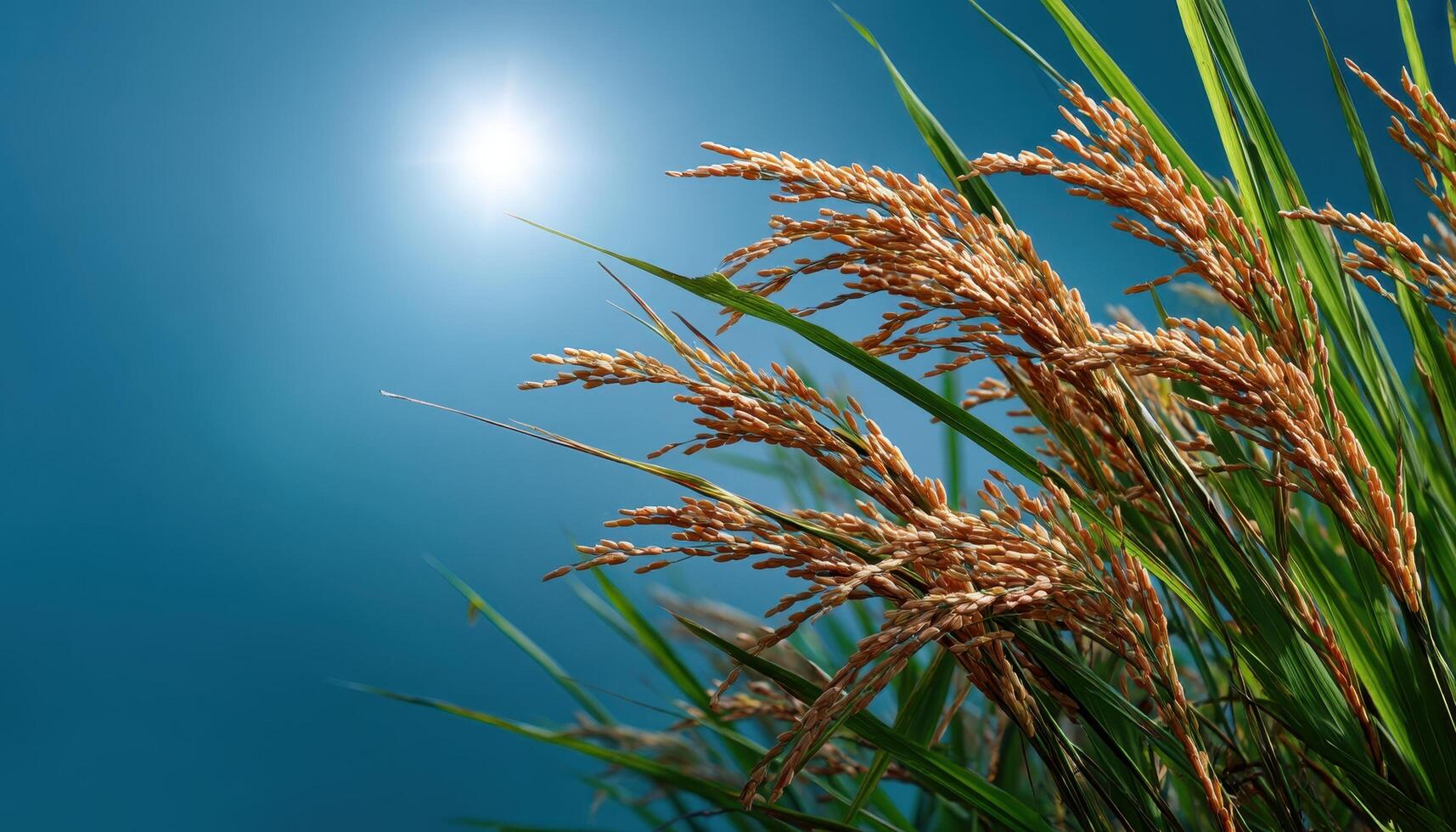 Golden Rice Plants Basking in Bright Sunlight Nature Scene Background Copyspace photo