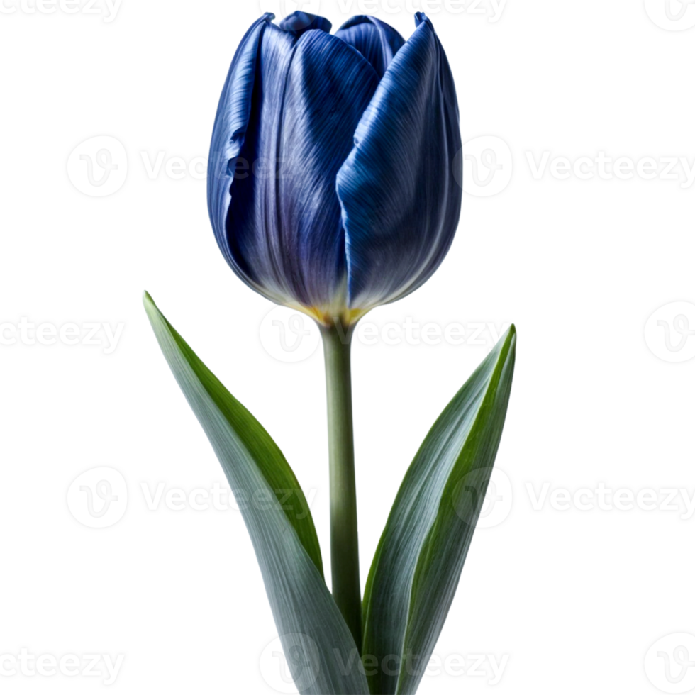 Elegant blue indigo tulip with symmetrical green leaves png