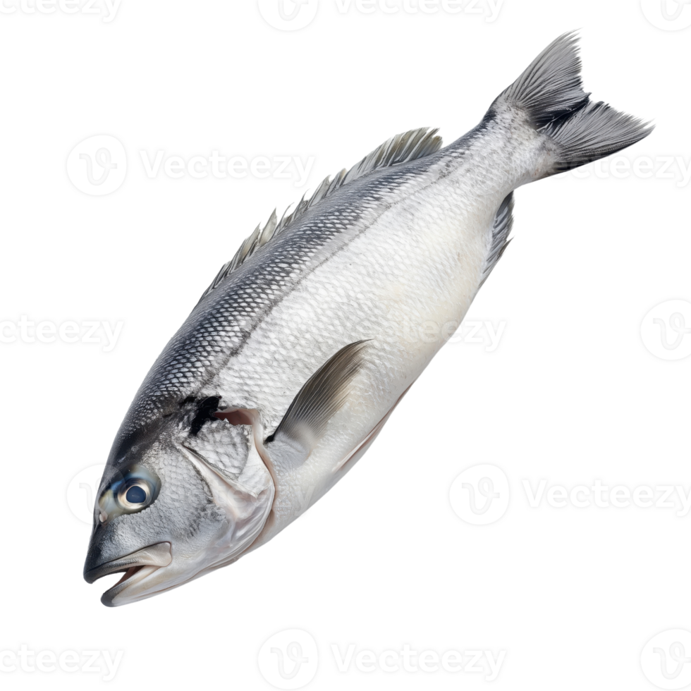 Fresh Whole Fish with Silver Scales and Streamlined Body Shape png