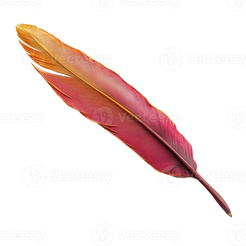 Vibrant Single Feather with Warm Color Gradients and Fine Details png