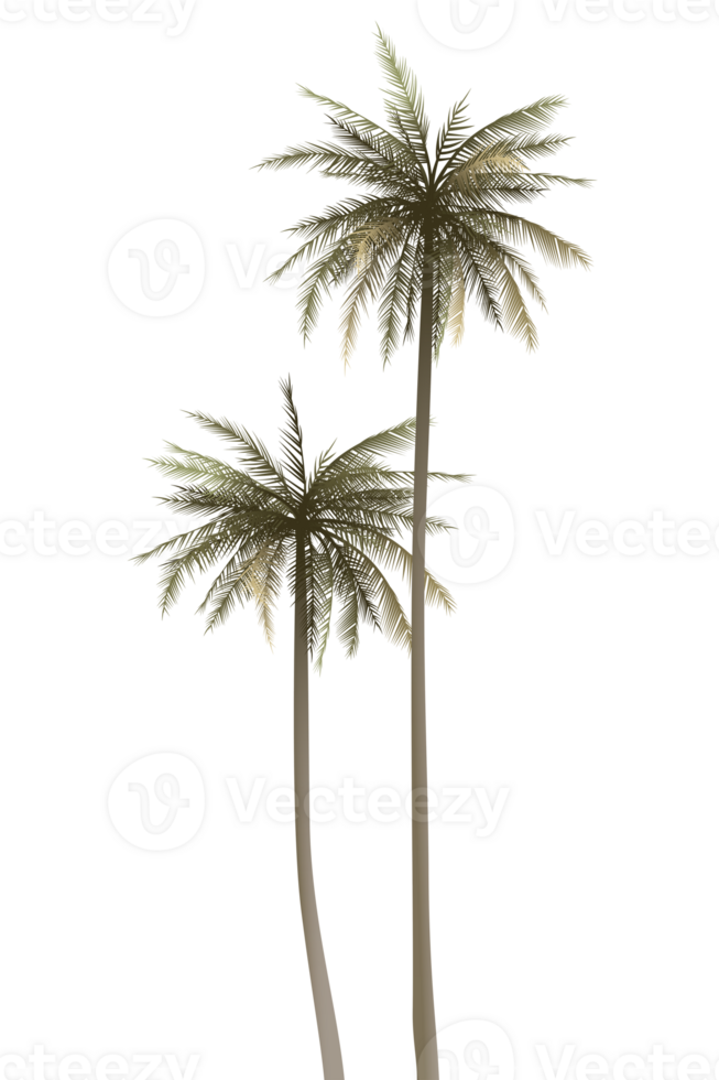 Both of coconut palm trees isolated graphic illustration. png