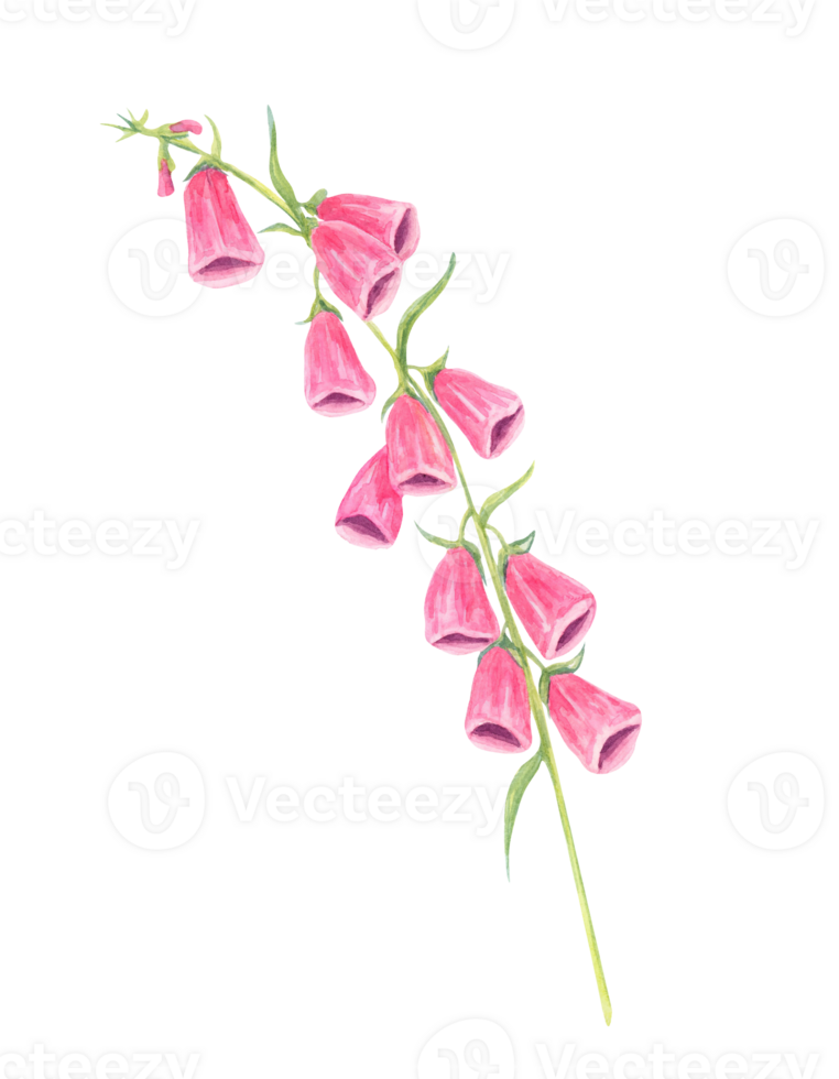 Pink foxglove flowers watercolor clipart with soft green leaves. Perfect for floral arrangements, botanical branding, packaging designs, and elegant wedding invitations png