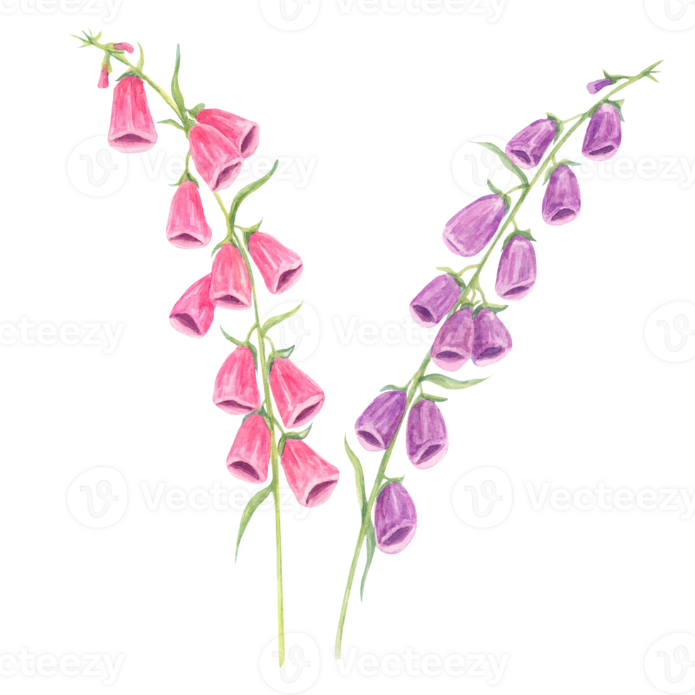 Mixed purple and magenta foxglove flowers watercolor clipart. A versatile asset for floral compositions, garden-themed prints, fabric patterns, and custom design projects png