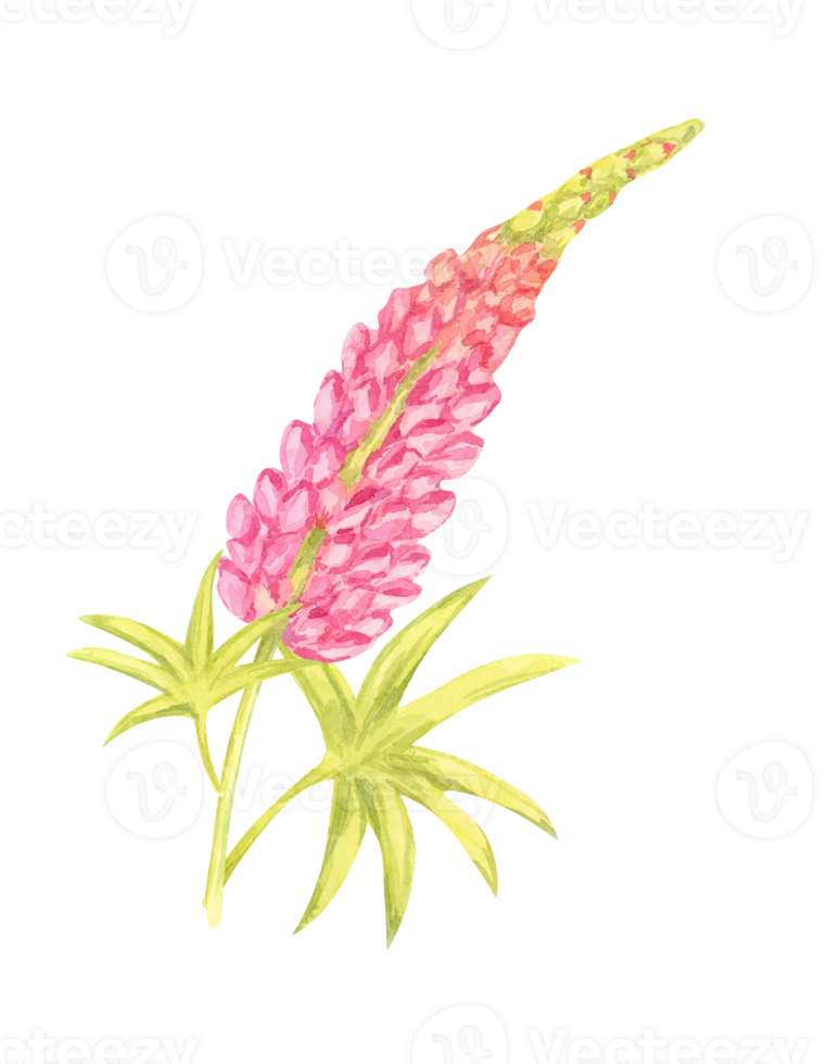 Vibrant pink lupin flower watercolor clipart with yellow-green leaves. Perfect for garden-themed merchandise, botanical wallpapers, nature-inspired decor, and digital artwork png