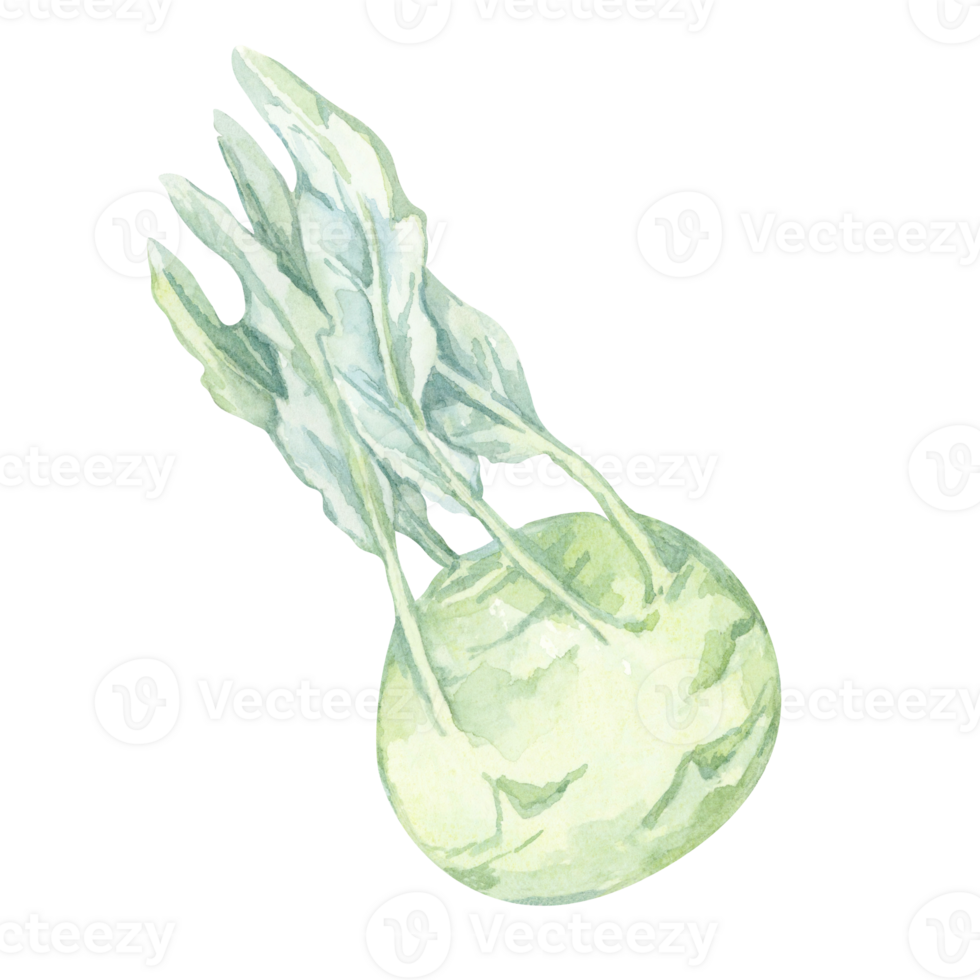 A single kohlrabi depicted in soft green and blue hues. Vegetable hand drawn watercolor clipart for botanical prints, labels, seed packet designs, and health food promotional materials png