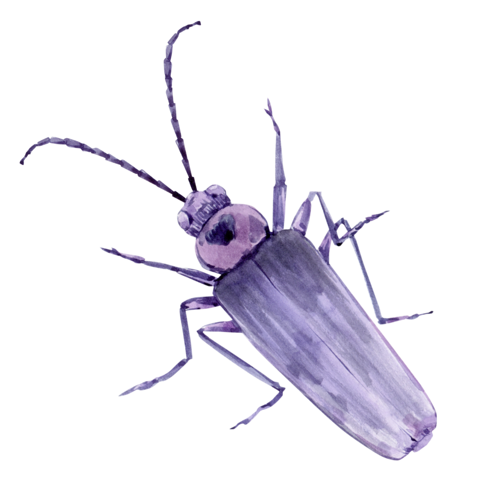 Watercolor illustration of a lilac beetle with antennae. Retro style insect. png