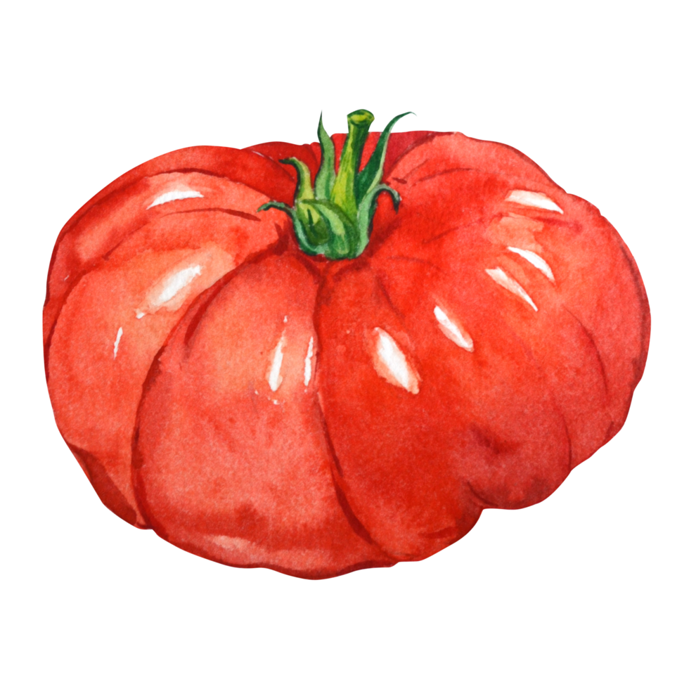 Red watercolor tomato. Large ripe summer tomato. Ingredient for Italian pasta. png