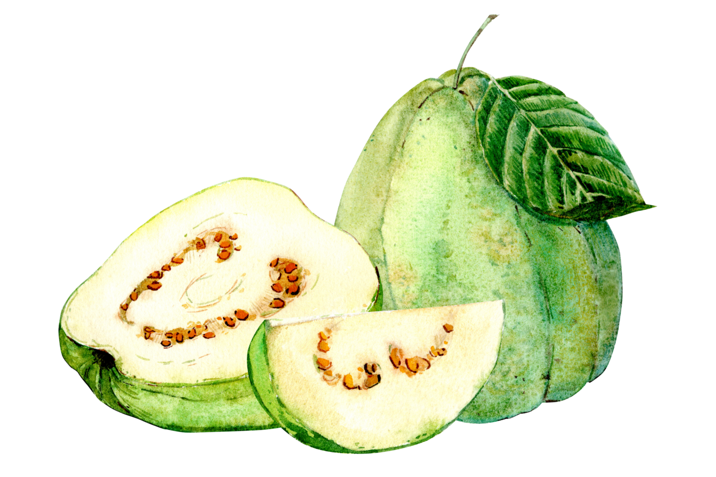 Exotic fruits. Watercolor illustration. Guava with white pulp. Whole fruit, cut piece and half. png