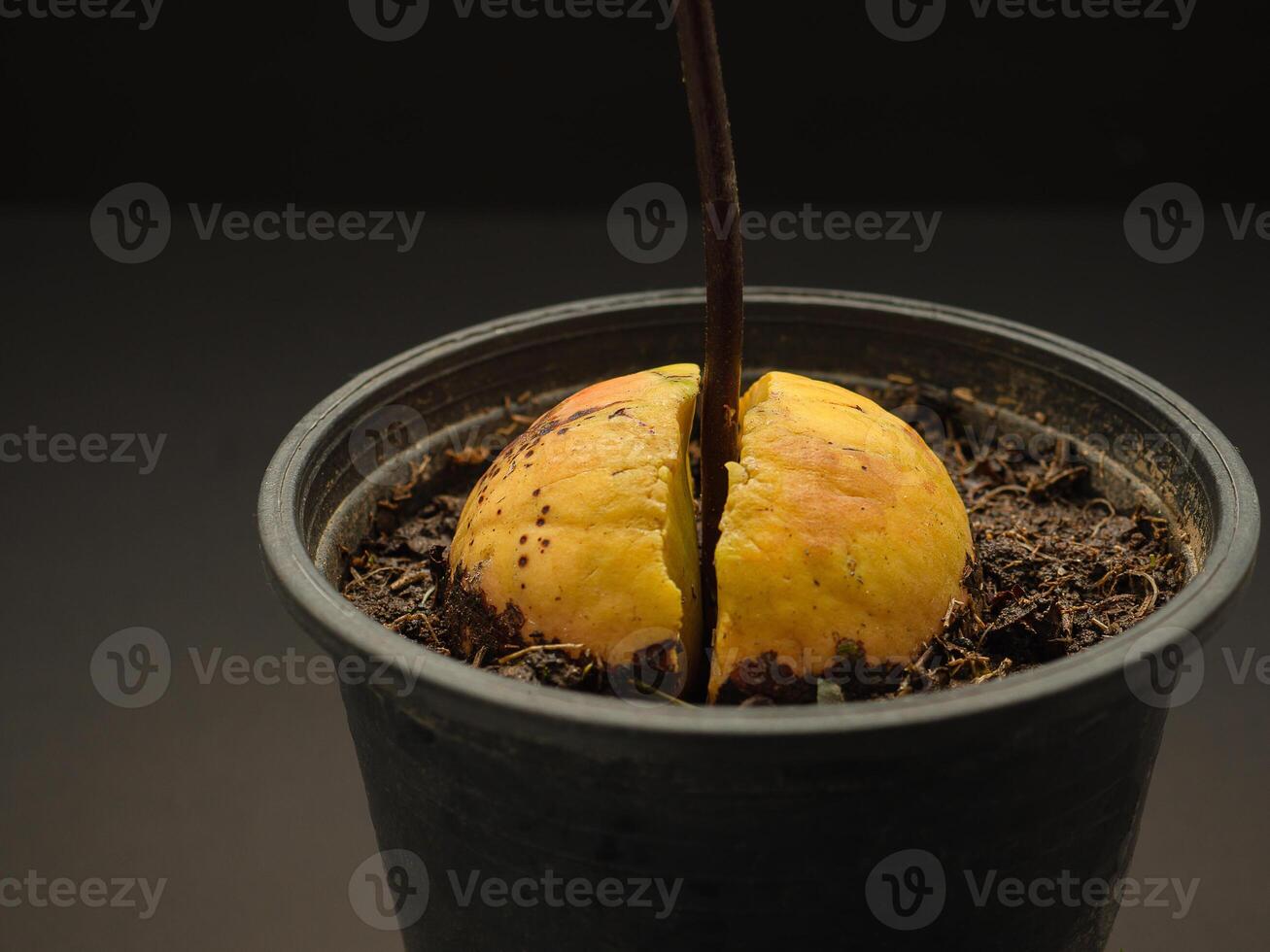 Close-up of sprouted avocado seed planted in a pot on a black background photo