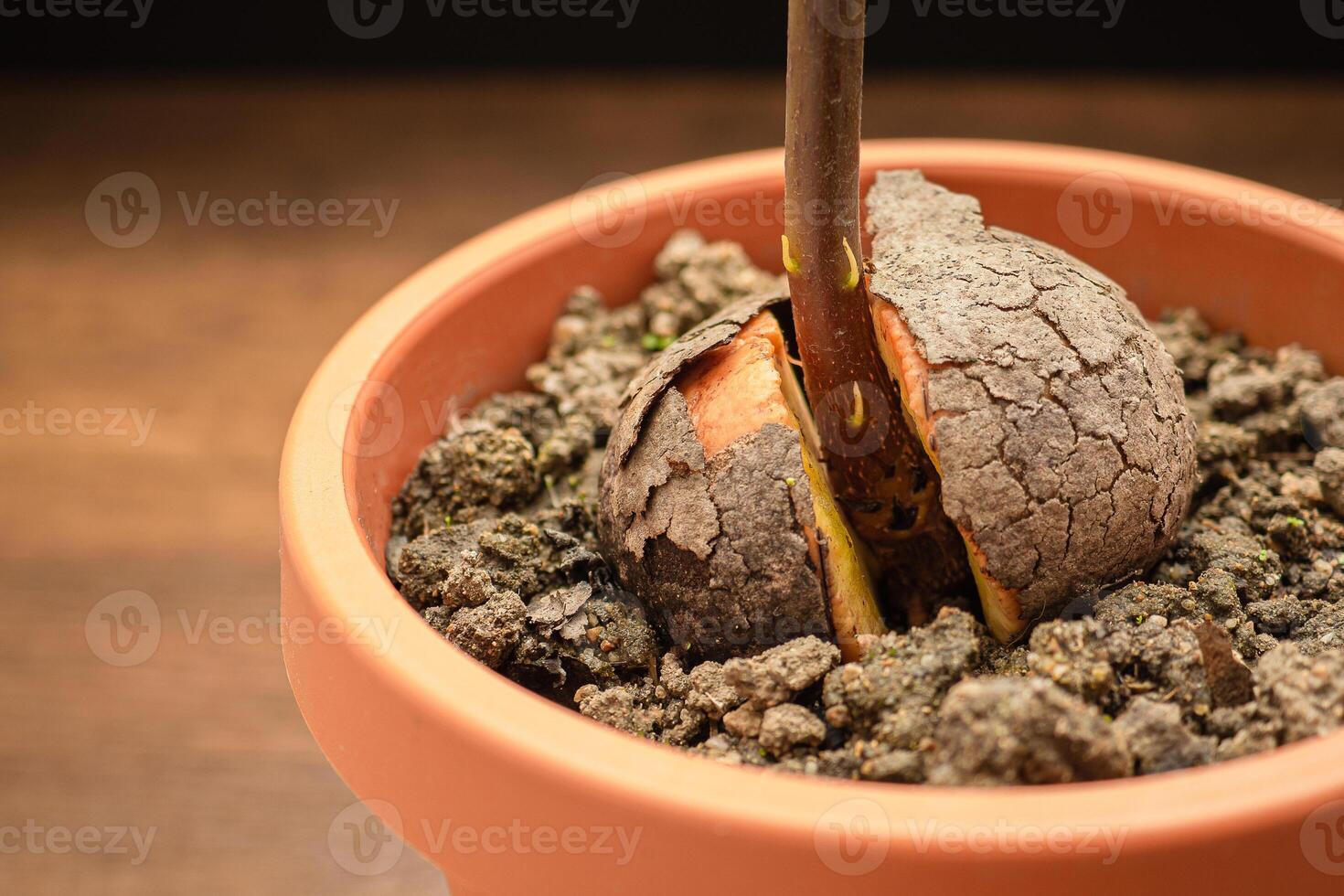 Close-up of a sprouted avocado seed planted in a potted on a wooden table photo