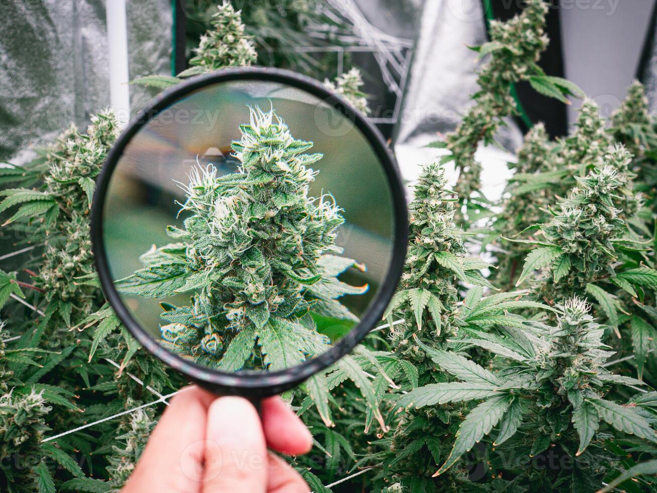 Close-up of a hand holding a magnifying glass looking at mature cannabis plants ready for harvest in a greenhouse photo
