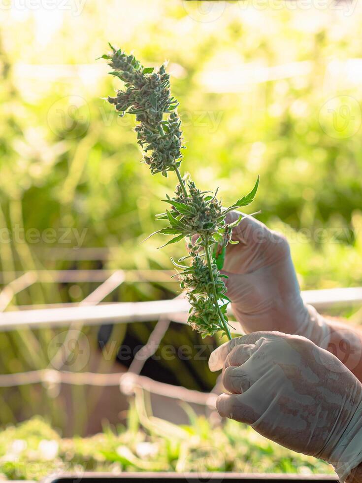 Close-up of hands using scissors cutting cannabis buds. photo