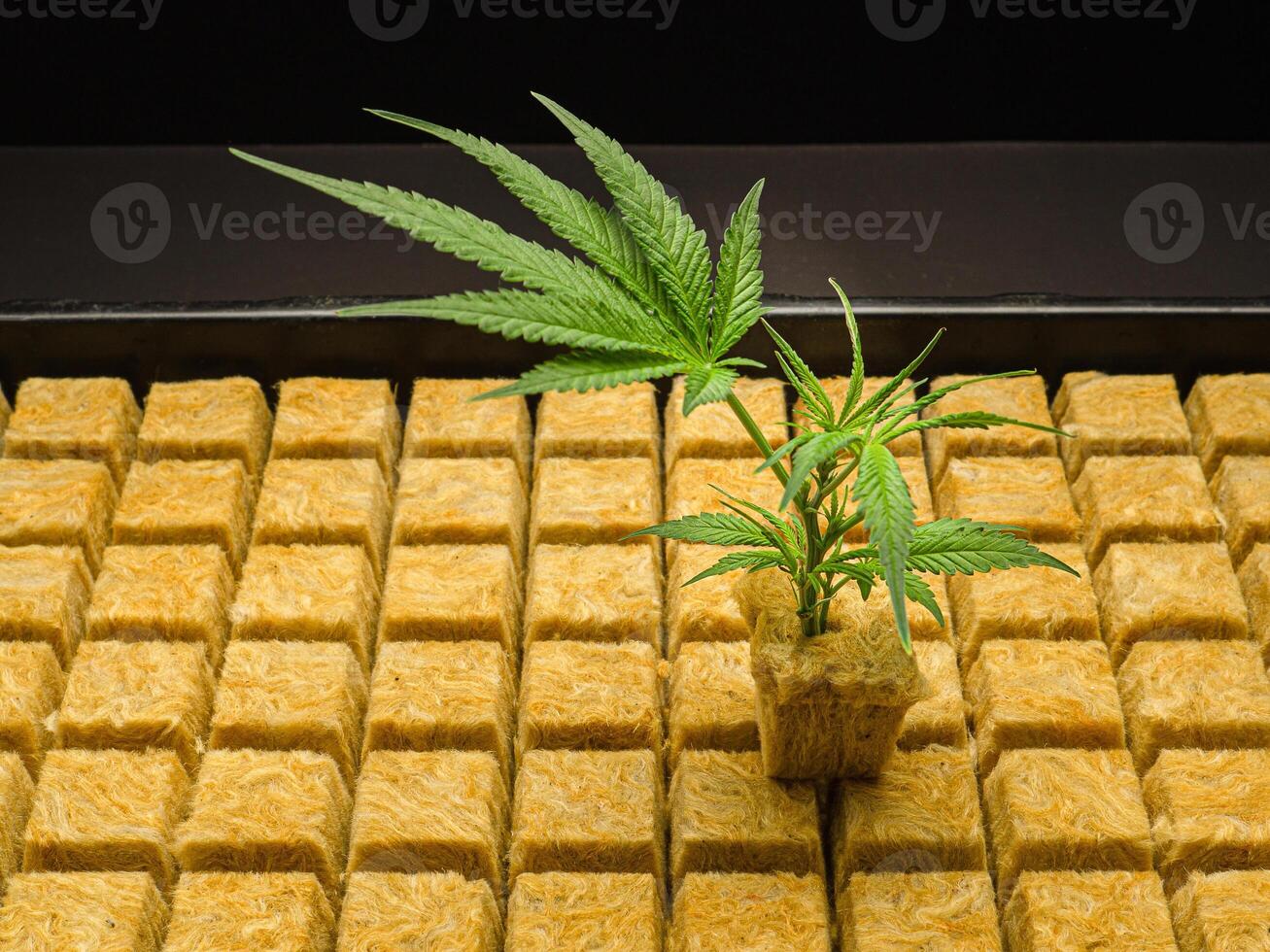 Cannabis plant in Rockwool with the hydroponic system. photo