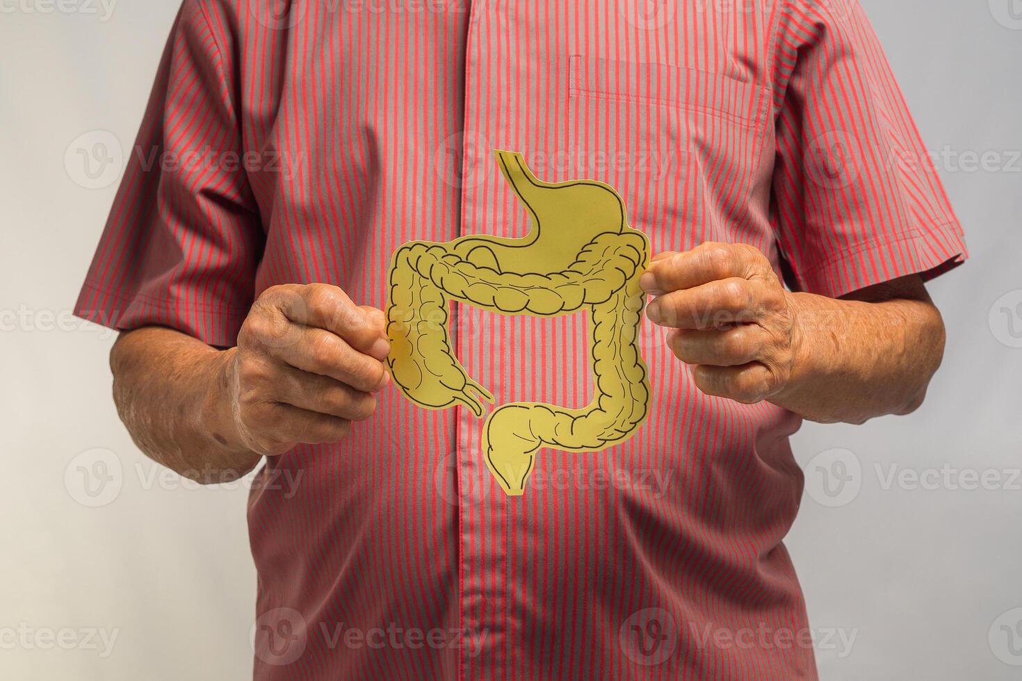 Hands senior man holding a large intestine symbol while standing on a gray background photo