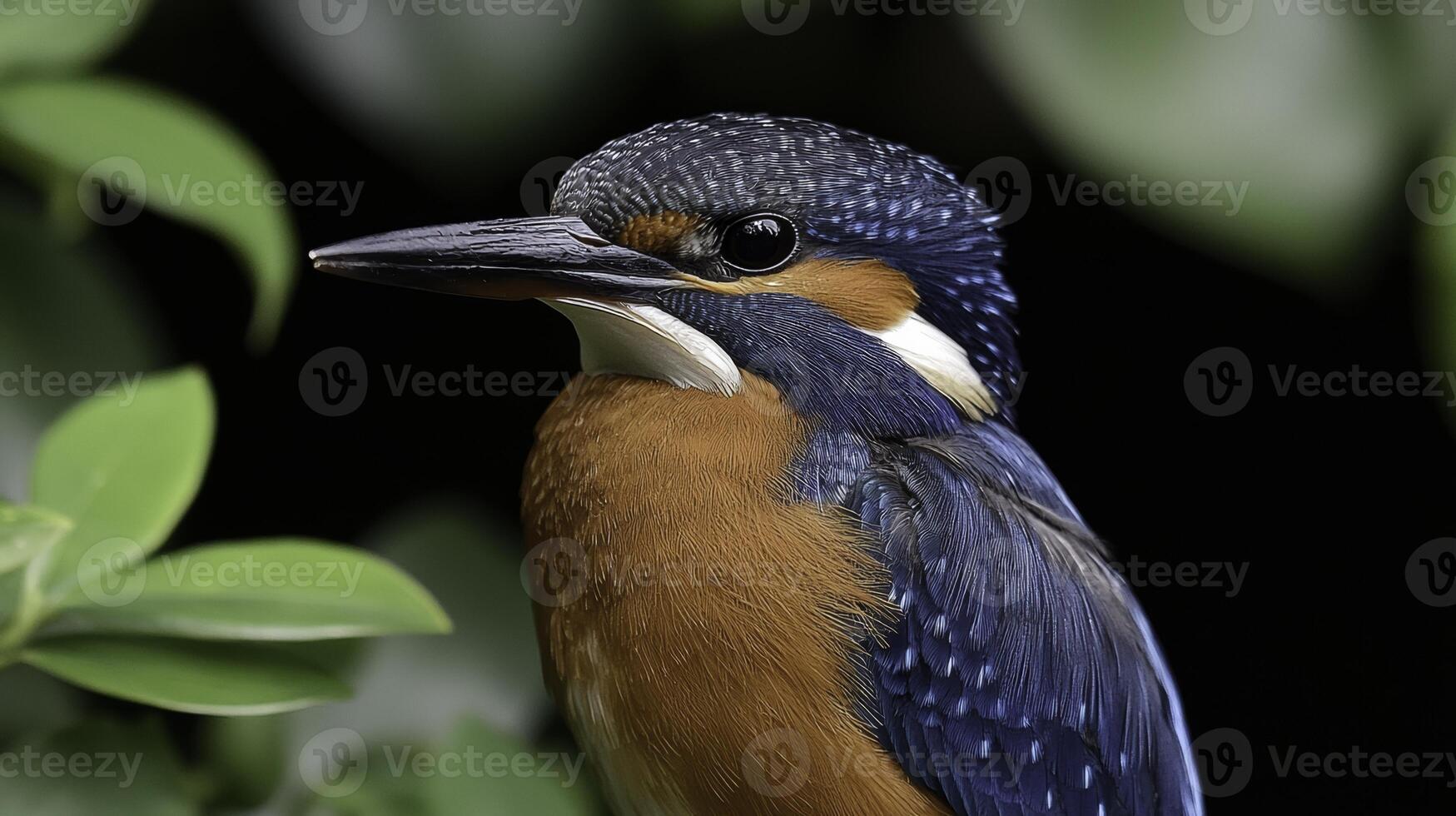 Close-Up Shot of a Kingfisher Bird with Reflective Eye photo
