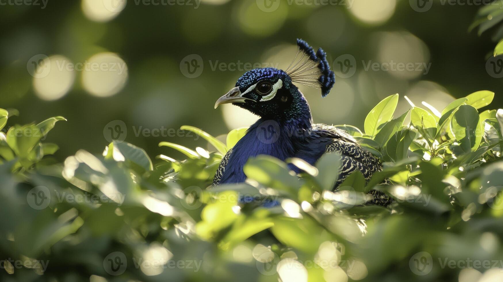 Vibrant Peacock Displaying Feathers in Lush Green Environment photo