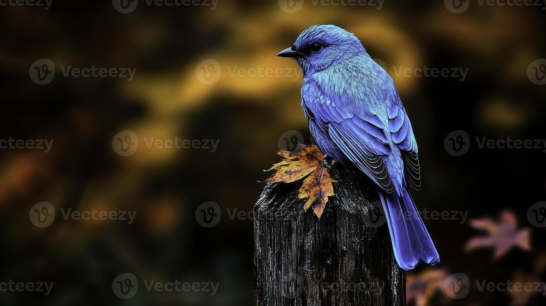 Stunning Bluebird Perched on Rustic Post Amid Fall Colors photo