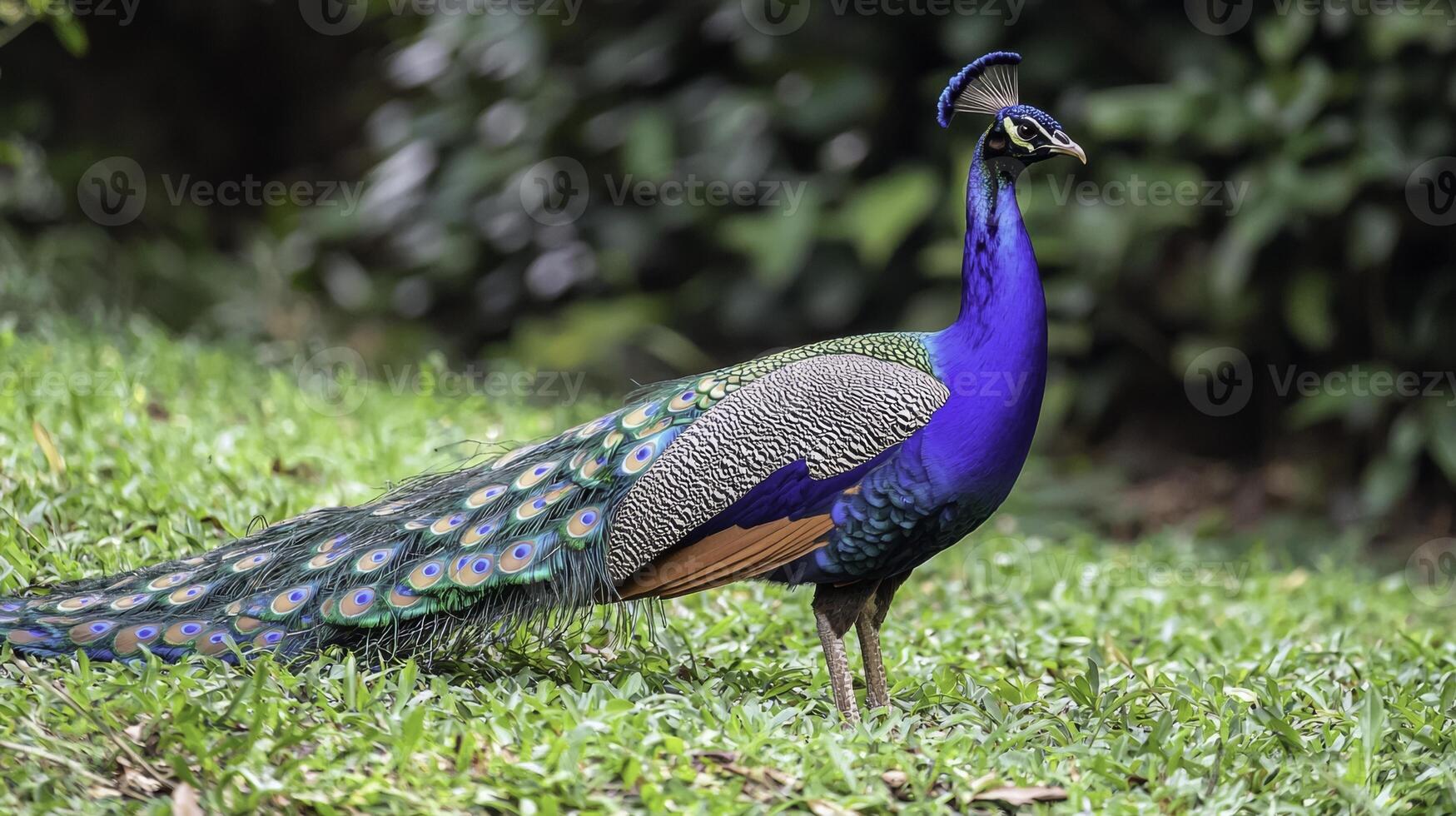 Majestic Peacock Displaying Vibrant Feathers in Natural Setting photo