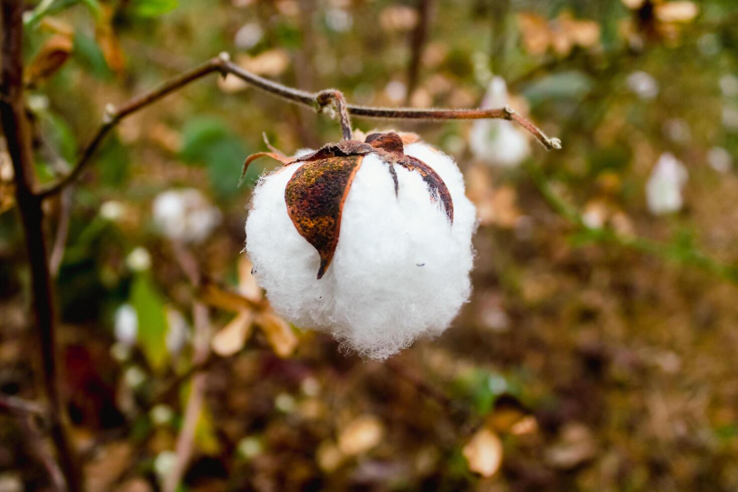 Closeup of a cotton plant in the field during harvest season photo