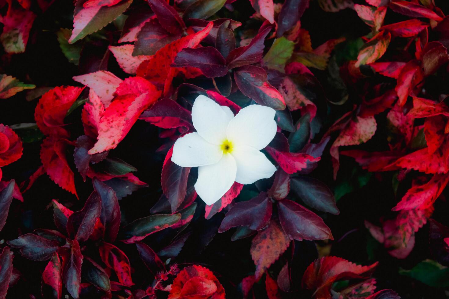 White flower blooming amidst vibrant red leaves photo