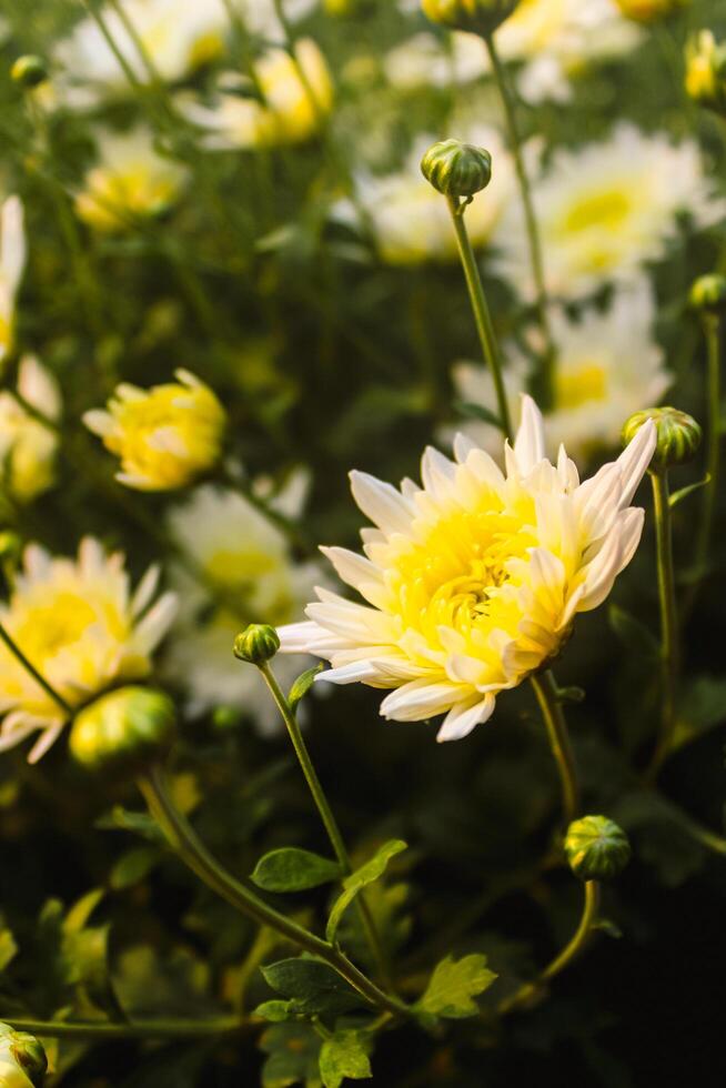 Closeup shot of beautiful white and yellow chrysanthemums in a garden photo