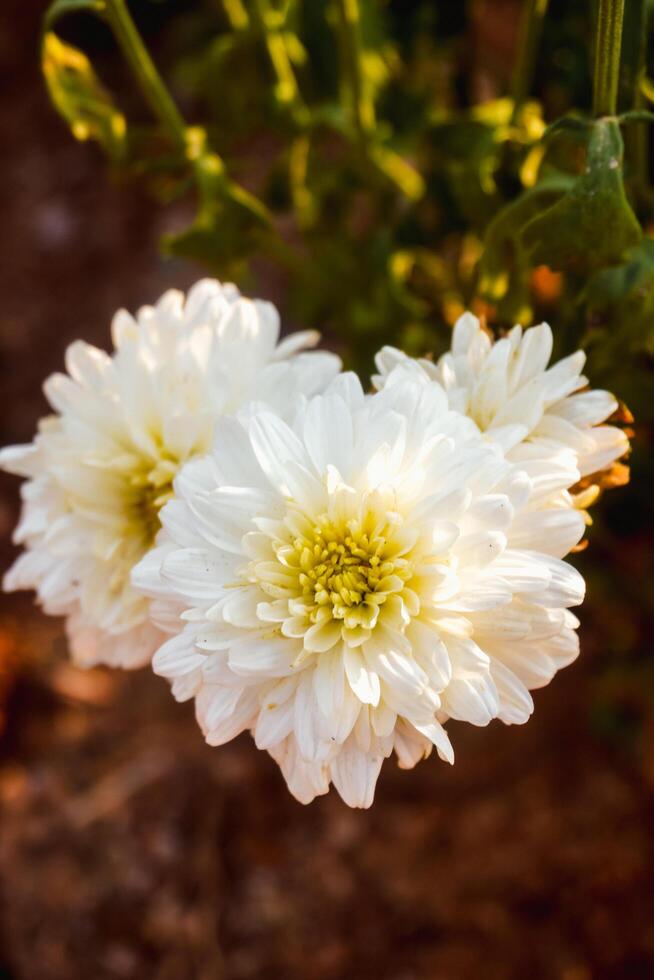 Closeup view of Beautiful white and yellow chrysanthemum blooming photo