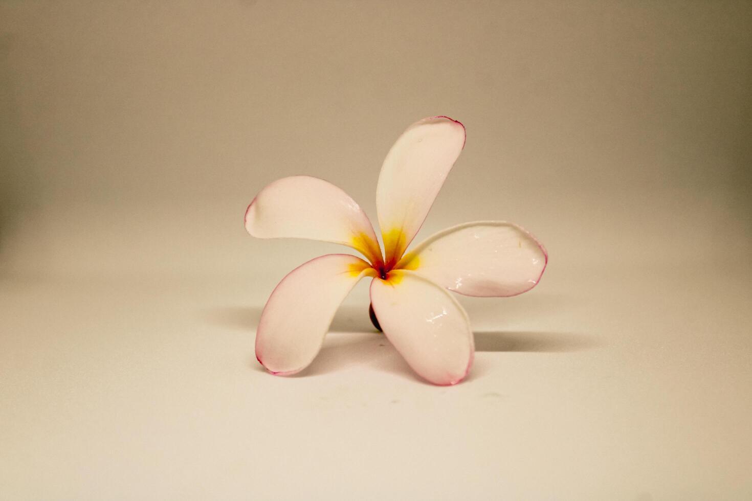 A beautiful Plumeria flower with white and pink petals photo