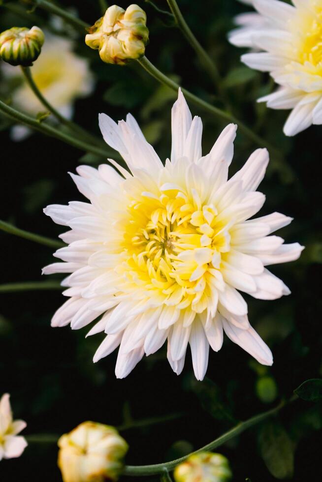 Closeup of a beautiful white chrysanthemum with a yellow center photo
