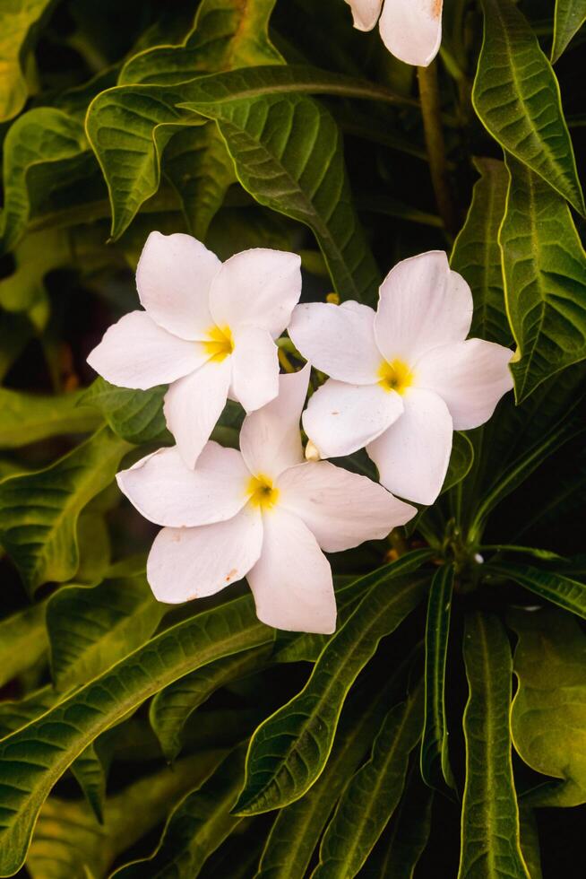 Closeup of three white plumeria flowers with yellow centers photo