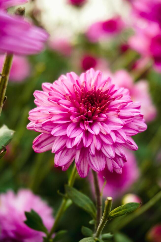A stunning pink flower in full bloom photo