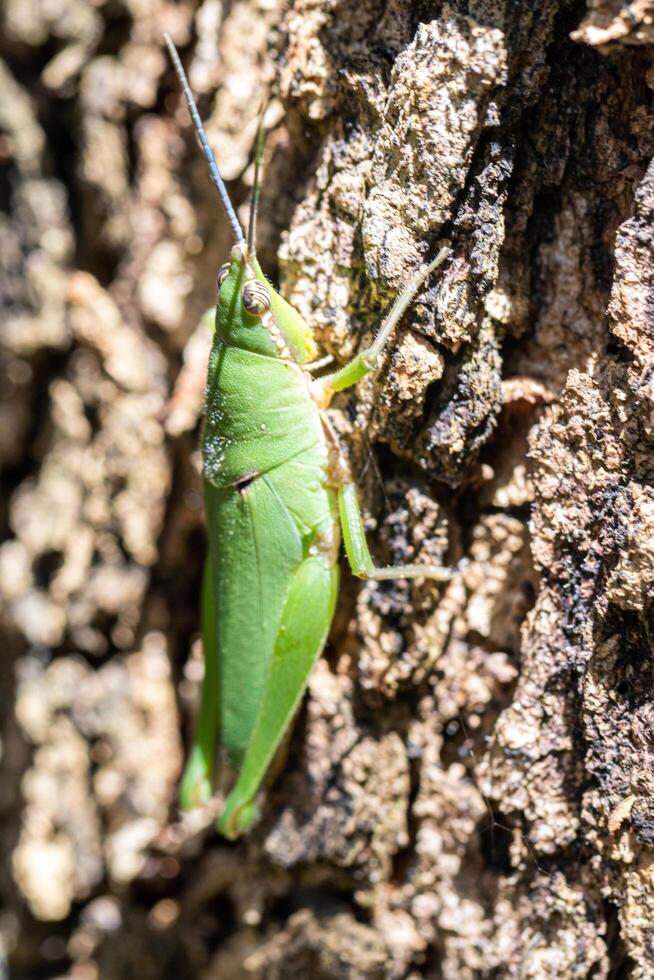 A green grasshopper on a tree trunk photo
