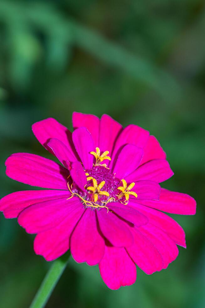 A bright pink flower with yellow centers photo