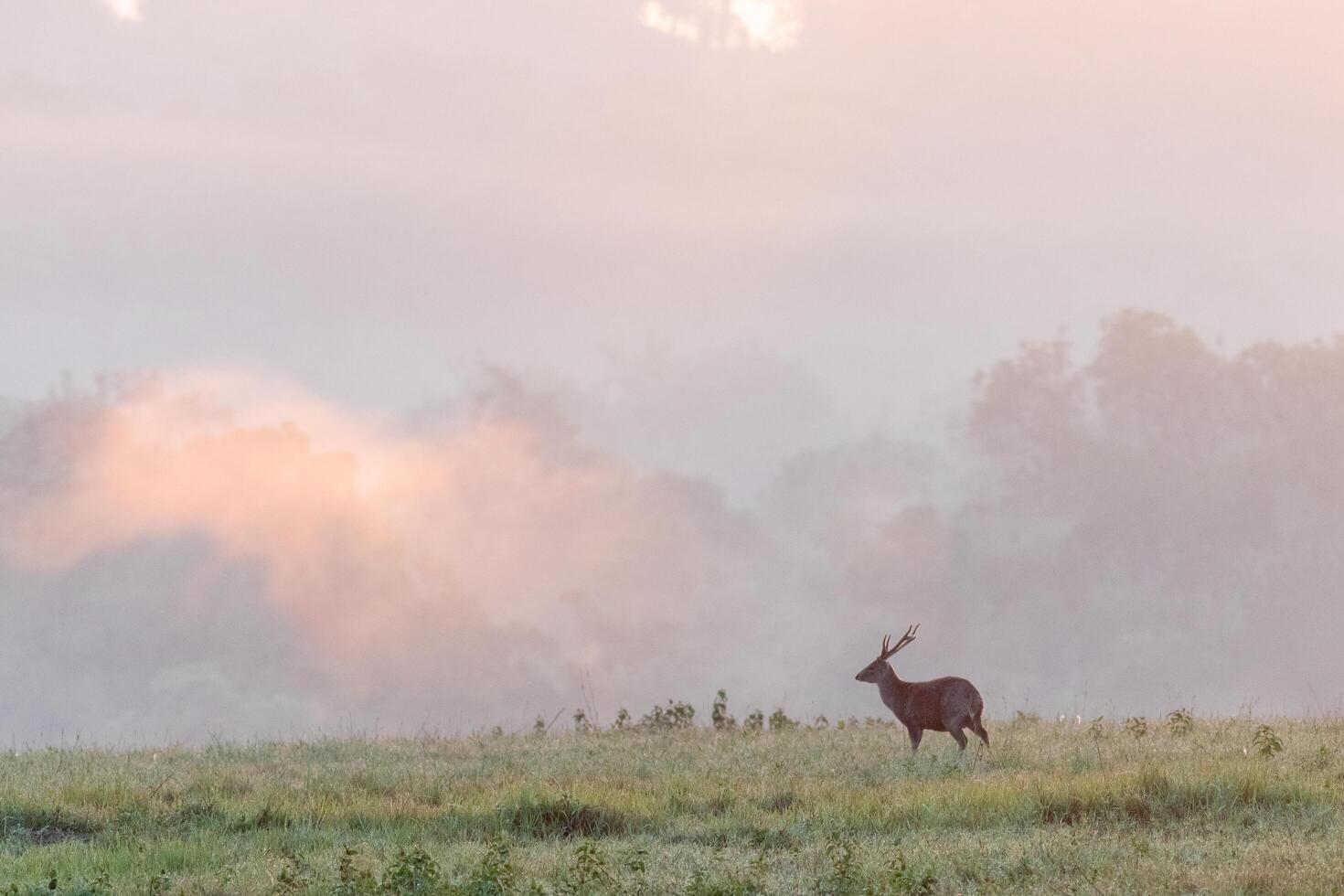 A deer stands in a field with fog in the background photo