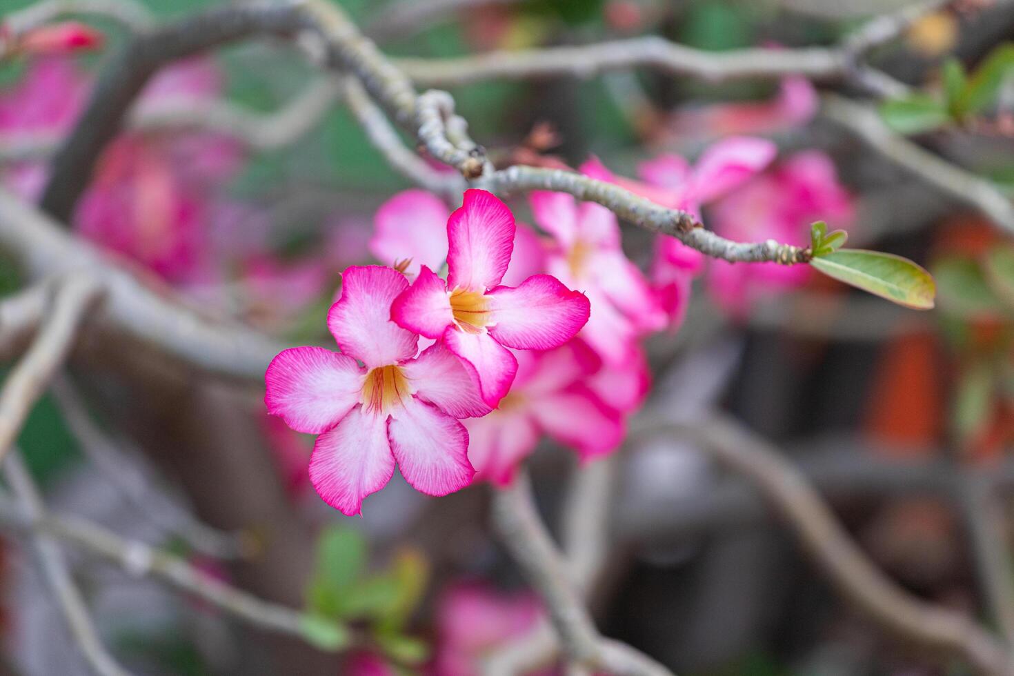 Pink flowers on a tree branch photo
